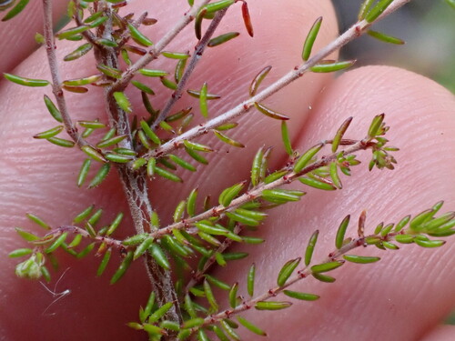 Image of Erica anguligera by (c) Ren Hoekstra, some rights reserved (CC BY)