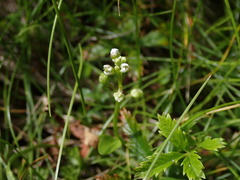 Cochlearia groenlandica