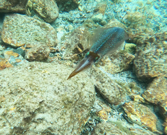 Sepioteuthis sepioidea