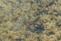 Parablennius parvicornis