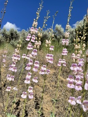Penstemon palmeri