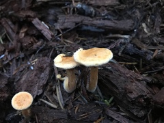 Hygrophoropsis aurantiaca image