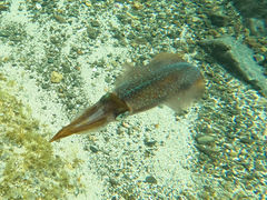 Sepioteuthis sepioidea