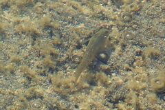 Parablennius parvicornis