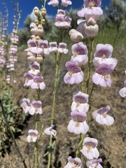 Penstemon palmeri