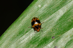 Iphiclus signatus