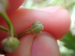 Cochlearia groenlandica
