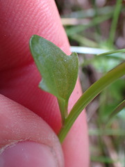 Cochlearia groenlandica