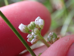 Cochlearia groenlandica