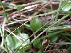 Cochlearia groenlandica