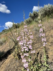 Penstemon palmeri