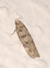 Bryotropha domestica
