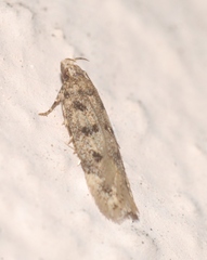Bryotropha domestica