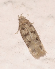 Bryotropha domestica
