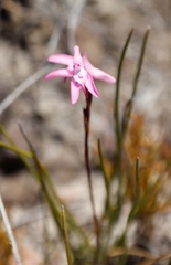 Disa inflexa