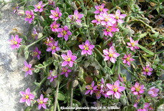 Rhodalsine geniculata