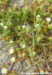 Mesembryanthemum nodiflorum