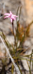 Disa inflexa