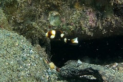 Plectorhinchus vittatus