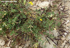 Lotus longisiliquosus