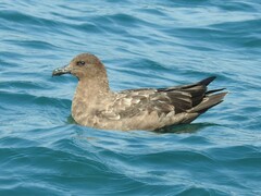 Stercorarius antarcticus