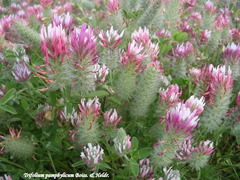 Trifolium pamphylicum