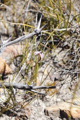 Disa inflexa