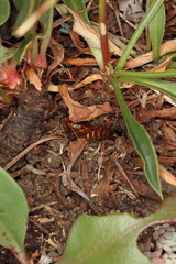 Dipchasphecia lanipes