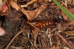 Dipchasphecia lanipes