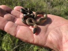 Diadophis punctatus modestus