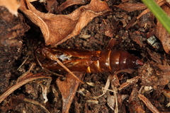 Dipchasphecia lanipes