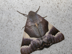 Niceteria macrocosma