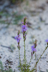 Liatris chapmanii