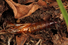 Dipchasphecia lanipes