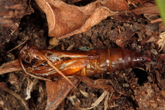 Dipchasphecia lanipes