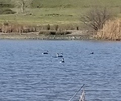 Aechmophorus occidentalis