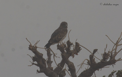 Circaetus