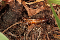 Dipchasphecia lanipes