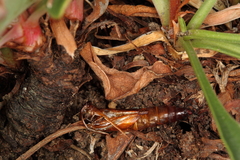 Dipchasphecia lanipes