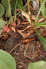 Dipchasphecia lanipes