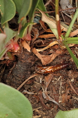 Dipchasphecia lanipes