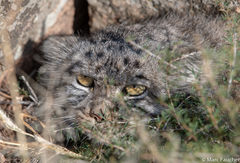 Otocolobus manul