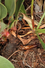 Dipchasphecia lanipes