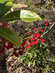 Ardisia crenata