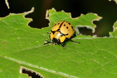 Platyphora fraterna