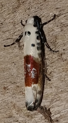 Ethmia terpnota