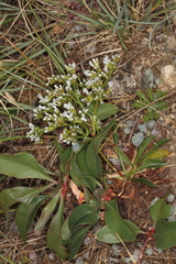 Dipchasphecia lanipes