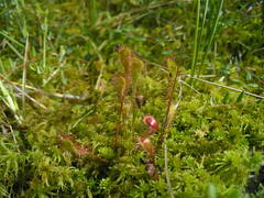 Drosera × obovata