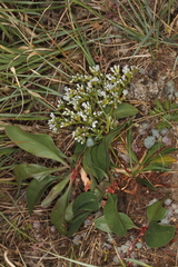 Dipchasphecia lanipes