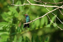 Cynanthus latirostris